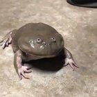 Cursed_frog