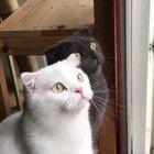 Derpy kitty chitty chat