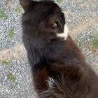 Meowing and Trilling compilation