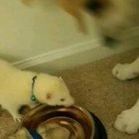 Rodion and Sonia love the puppy water bowl. Dunya is not always a fan