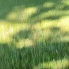 To feed a snapping turtle