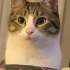 ( Sound) So close he can taste it