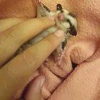 Here's a baby sugar glider !