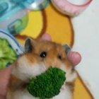 I didnt know broccoli is that tasty until I saw his face enjoying it