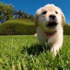 I run, I bite, I chomps