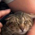 Ленивая жопа:)