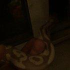 My snake has been making this weird sneeze/cough noise, is this a sign of a respiratory infection? Does anyone know what’s wrong?