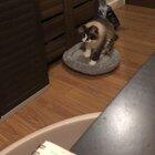 Master baker is focused