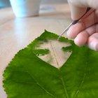 FOLLOW @JAKEBOY777 ON KUAISHOU