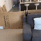 Little pupper explodes with excitement to see human is home