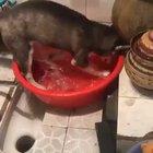 I agree with the cat