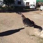 Giant Condor comes back to thank the man who saved his life