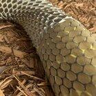 Here’s Jafar, a 14ft king shedding his skin. He really is one of the most genuine animals I’ve ever met, such a magnificent beast. I hope he’s with me for years and years to come.