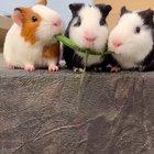 The middle one is a savage