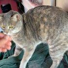 You may not stop petting me, hooman.