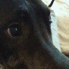 Dog Freaks Out At Scary Face Changing Teddy!