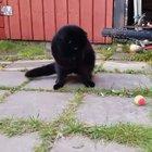 BrAvE cAt SaVeS fAmILy FrOm BoMb