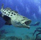 🔥 Bart Lukasik is an oceanographer and videographer. This is, as he describes as a ‘monster grouper’. The crew was filming coral reef footage&this guy wasn’t even the subject of the moment. He was just curious.