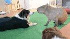 Capybaras are the chillest animals in the world