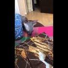 Толя не быкуй!