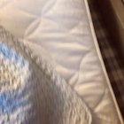 This absolute unit of a food thief