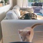 Little guy with big ambitions comes up a little short