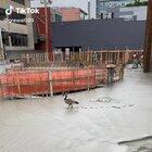 Fresh concrete + Goose