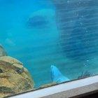 Such a majestic creature