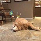 Colonization of Duck Kingdom