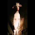 eita eita bixo vídeo da cabra