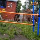 There are two types of dogs