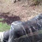 Hello hooman I'm bear... Bye now.