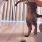 Measuring a Dog vs measuring a Cat.