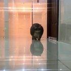 thicc boi waddles to fridge