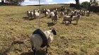 Sheep gets stuck in the swing.