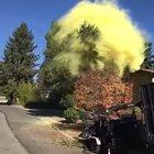 The pollen of this tree