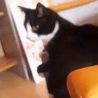 That tail has a life of his own