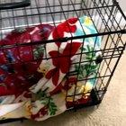 Crouching dragon hidden dog.