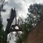 it's a nice day for chopping a tree