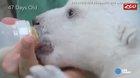 Watch this polar bear grow up
