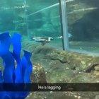 Penguin trying to escape to freedom :(