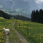 Taking the dog for a walk in Switzerland