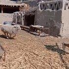 Both of them confused