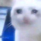 Probably a repost idk