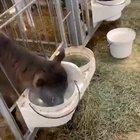 Poor kid has a drinking problem...