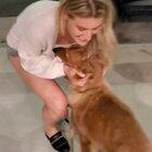 I pet sit for my friends and there is a noticeable difference when the cat gets picked up vs the dogs