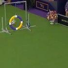 A Fully Trained Shrek