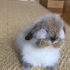 My bunny Aragorn cleaning his face :)
