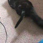 my two kittens wrestling knocking over a fan and getting startled