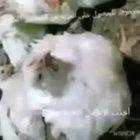 halal دجاج bruh 😳😳😂